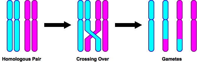 Meiosis With Crossing Over BIOLOGY BLOG