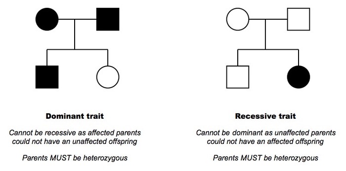 pedigree charts