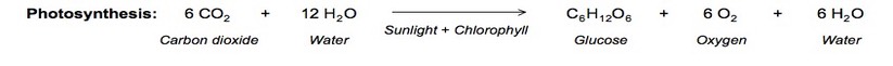 Image result for photosynthesis equation