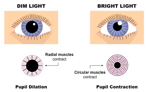 What Is The Pupillary Reflex