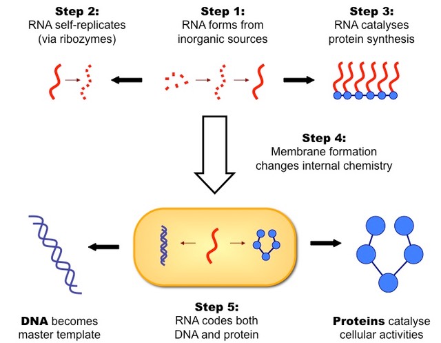 RNA World Hypothesis