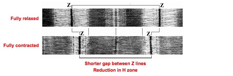  What Role Does Atp Play In Muscle Contraction The Mechanism Of 