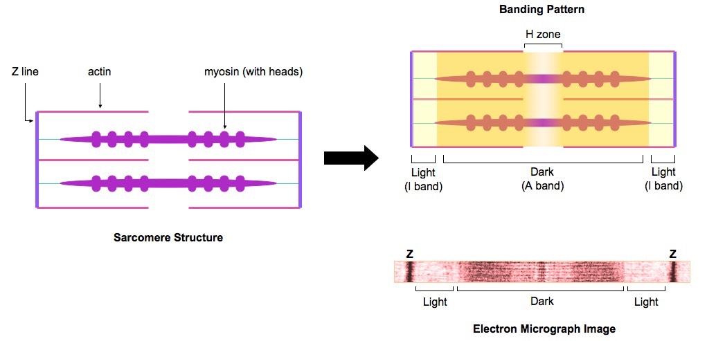 Image result for structure of sarcomere