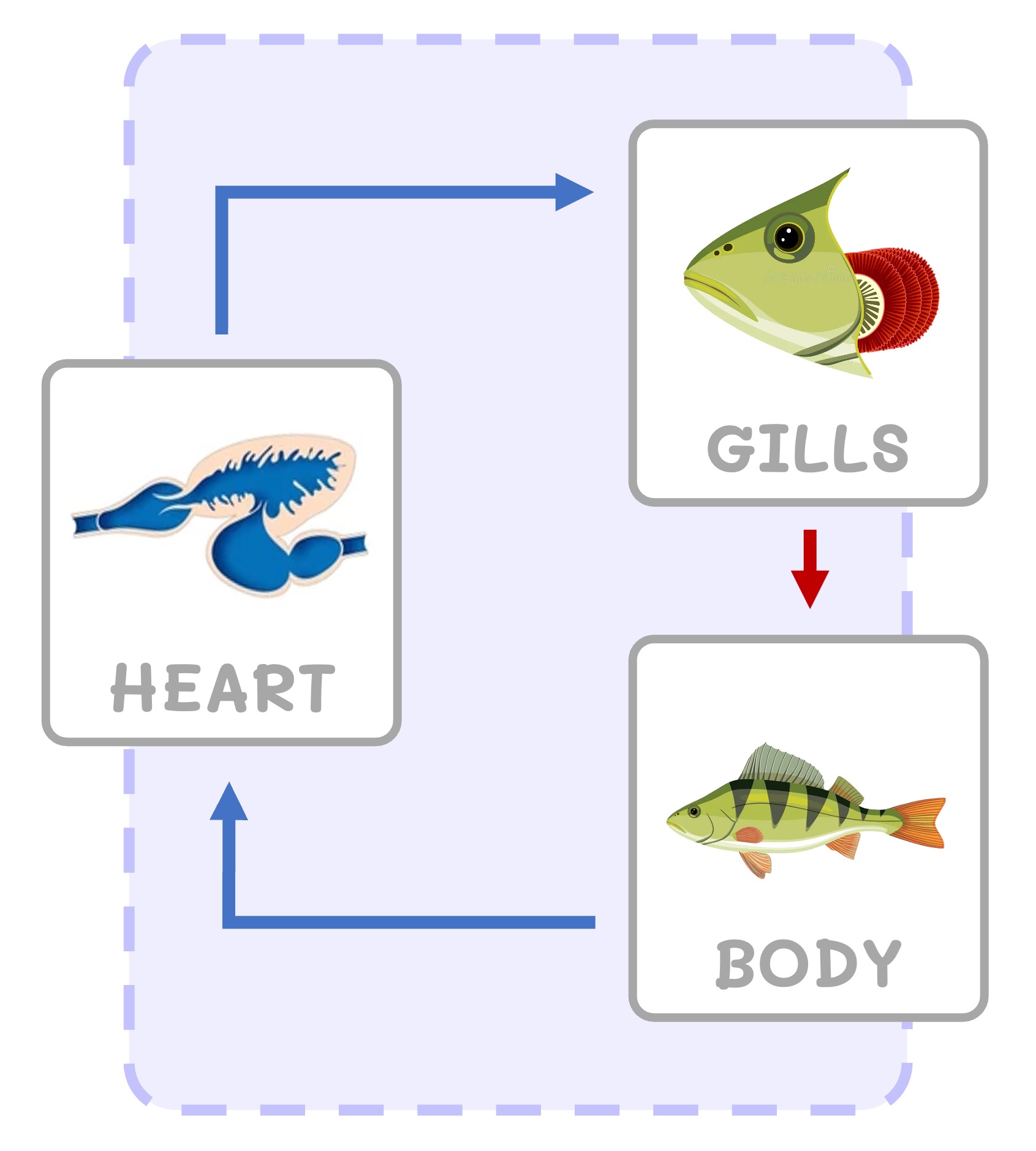 circulation%20double