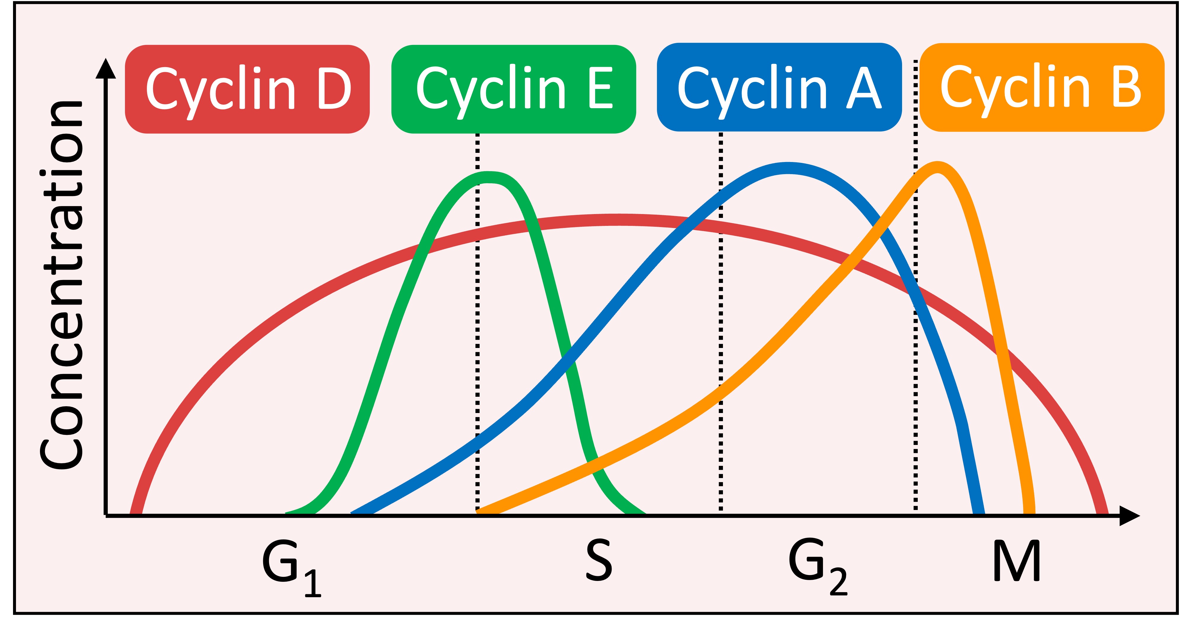 cyclin%20concentrations%20mobile