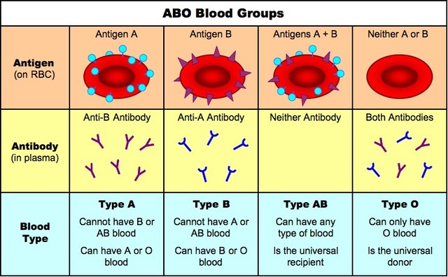 Blood Group Identification Chart