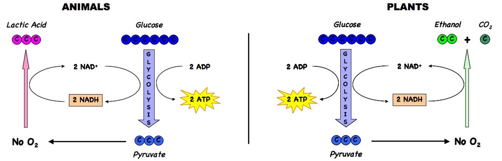 Anaerobic Respiration and Fermentation 