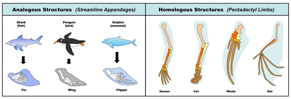 Analogous vs Homologous