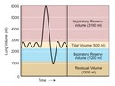 Option B: Physiology of Exercise