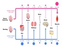 B3 Training and the Cardiovascular System