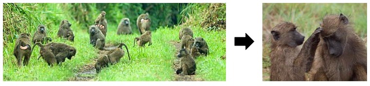 baboons