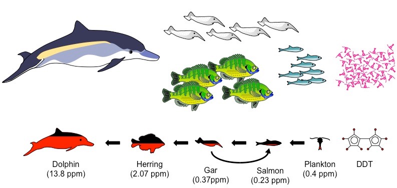 biomagnification