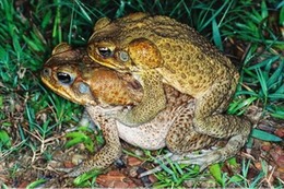 cane toads