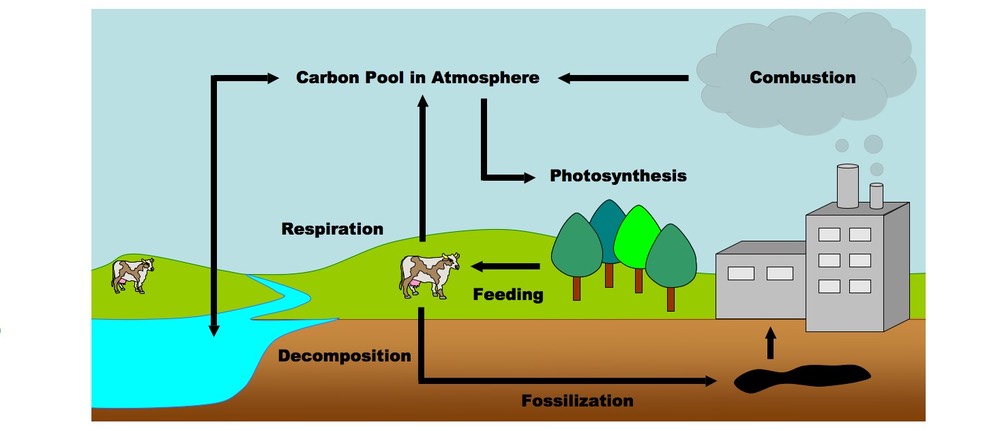 Carbon Cycle Diagram - astonishingceiyrs