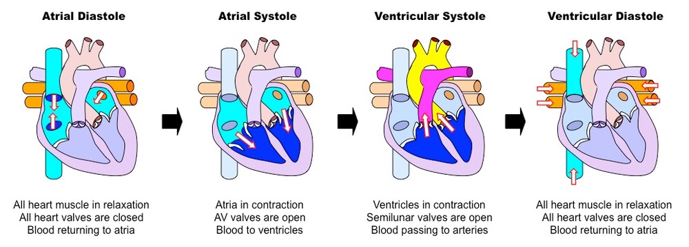 phases-of-cardiac-cycle-sharedoc