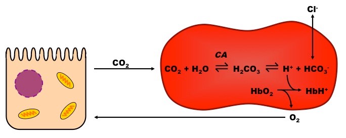 chloride shift