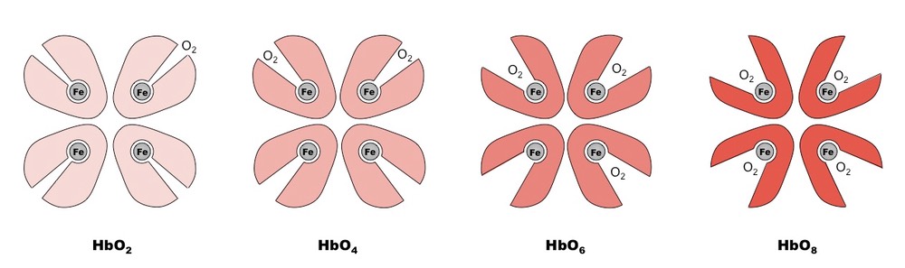 cooperative binding