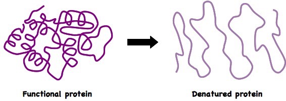 denatured enzyme diagram