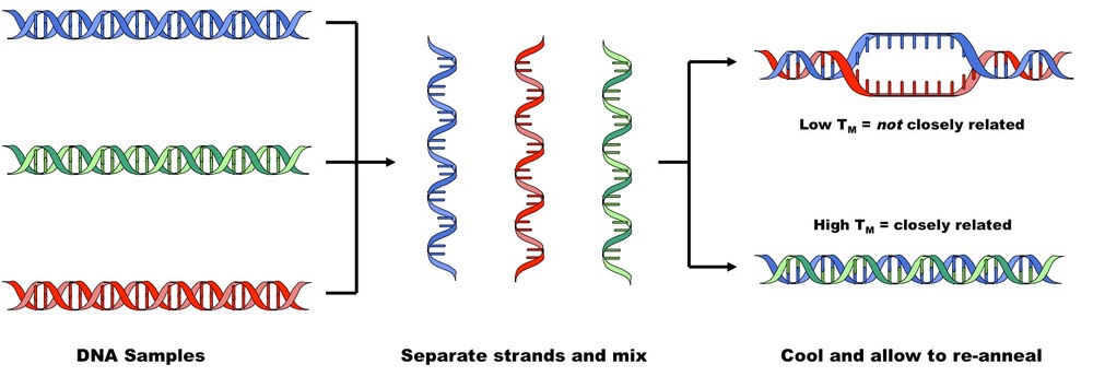 DNA hybridisation