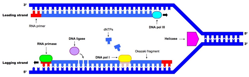 dna replication animation