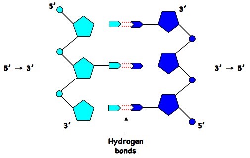 dna double helix hydrogen bonds