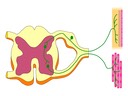 E1 Stimulus and Response