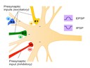 E4 Neurotransmitters and Synapses