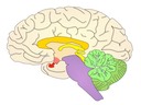 E5 The Human Brain