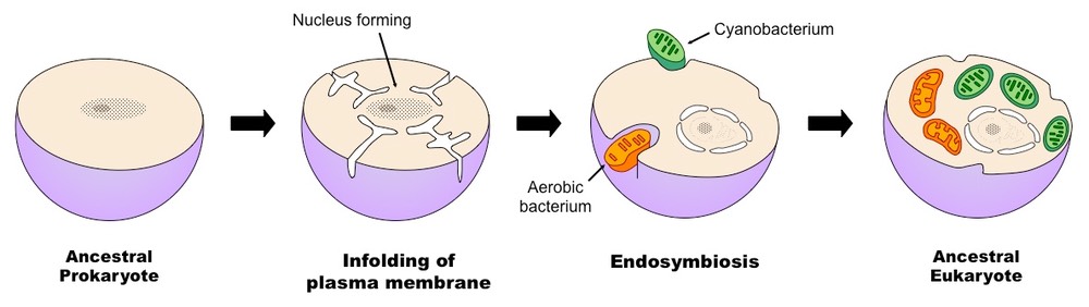 Endosymbiosis Bioninja