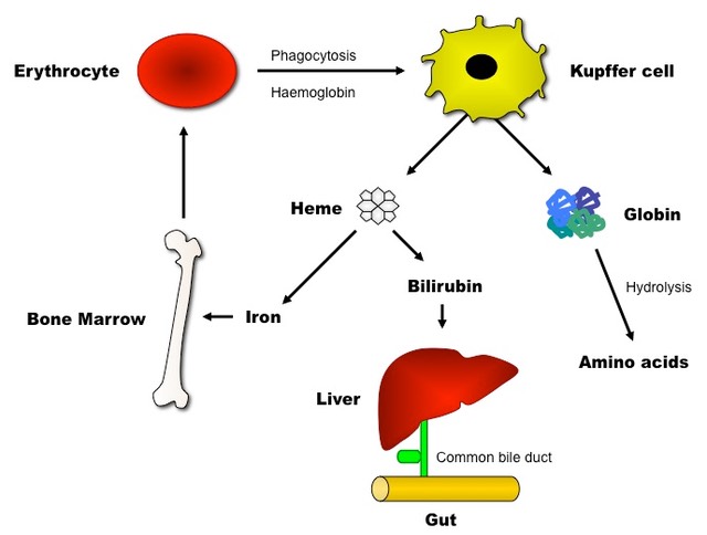 erythrocyte breakdown