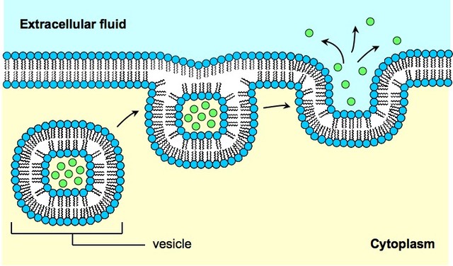 Bulk Transport Bioninja