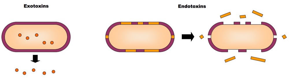 exotoxins versus endotoxins