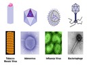 F1 Diversity of Microbes