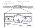 F5 Metabolism of Microbes