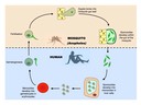 F6 Microbes and Disease