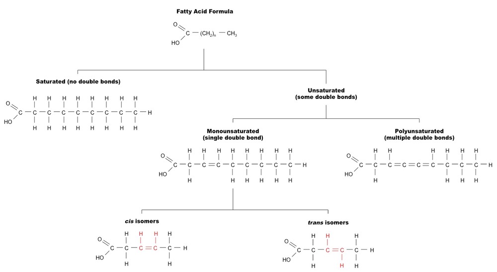 fatty acid variation