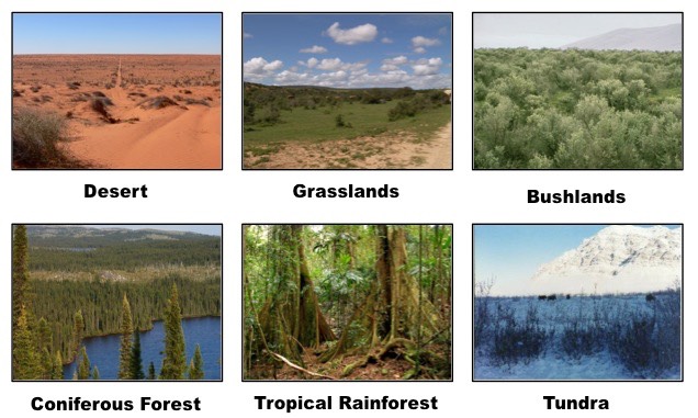 forest biomes