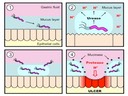 H2 Digestion