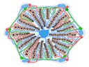 H4 Functions of the Liver