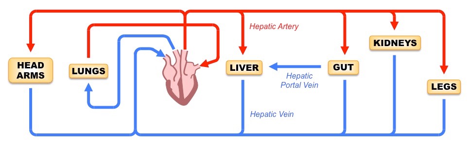 hepatic blood system