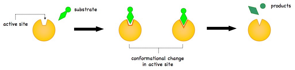 What is the lock and key model of enzymes?