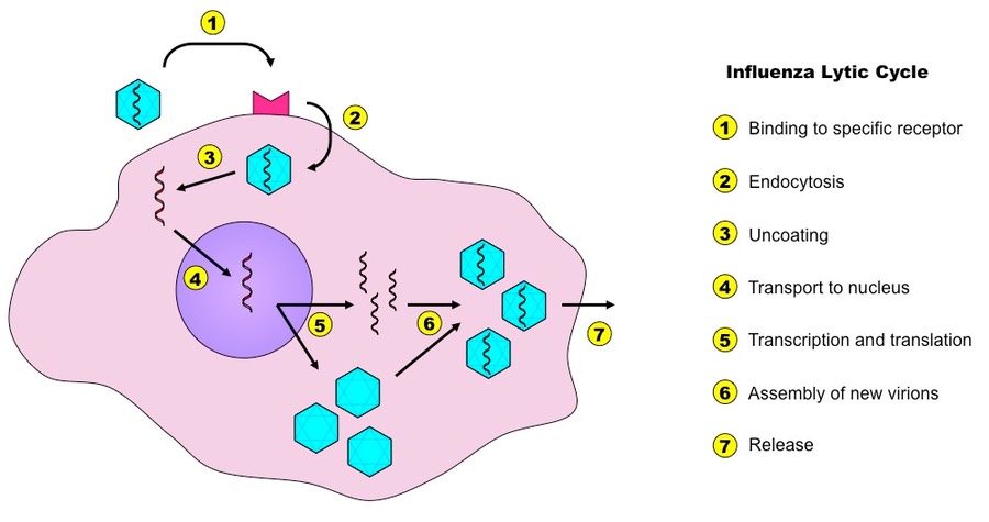 influenza life cycle