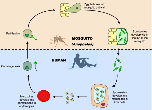 malaria