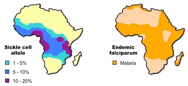 malaria