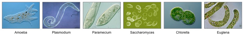 microscopic eukaryotes