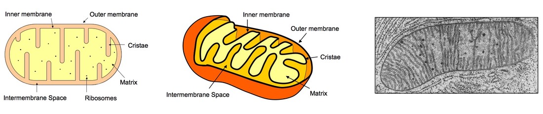 mitochondria diagram with labels