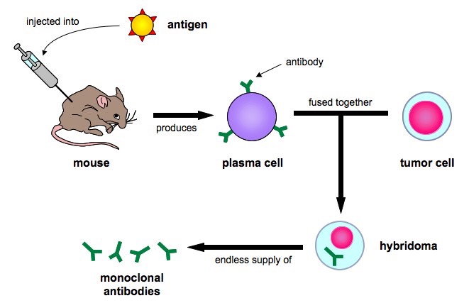 Image result for monoclonal antibodies