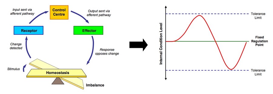 feedback loop examples