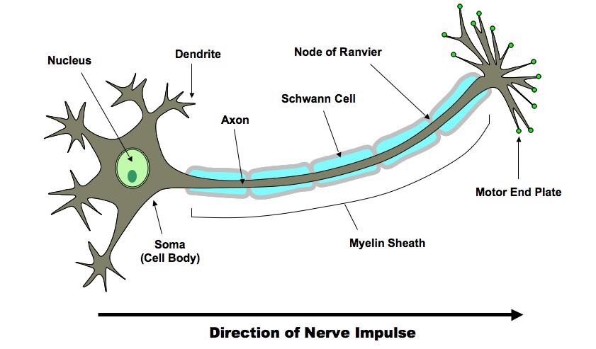 Drawing of a neuron Diagram | Quizlet