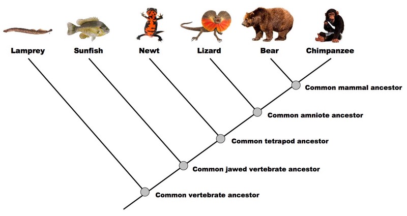 phylogeny tree